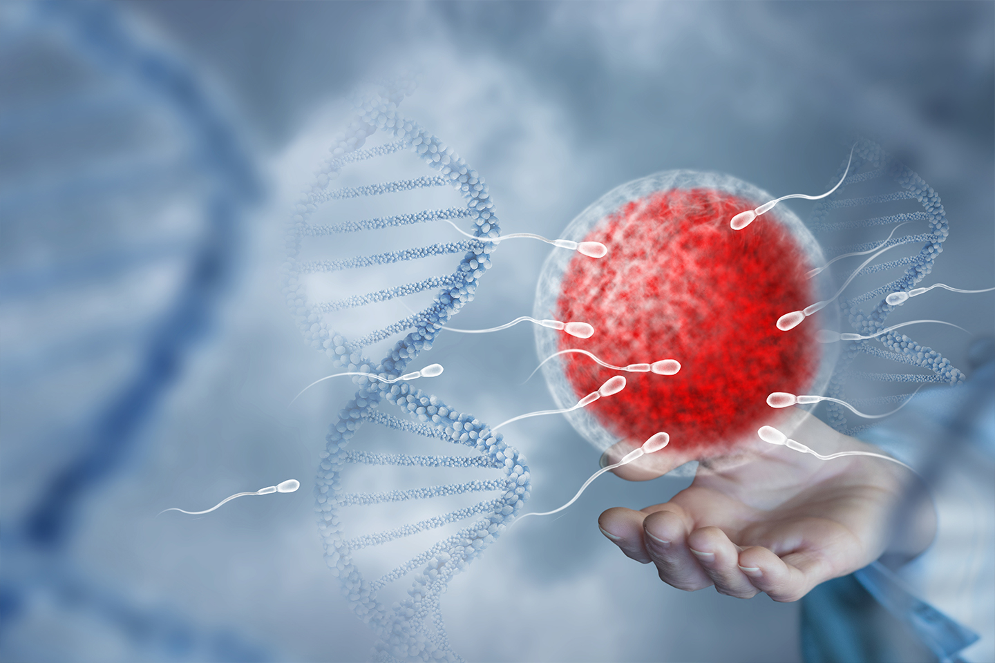 Sperm approaching an egg, representing assisted fertilisation techniques