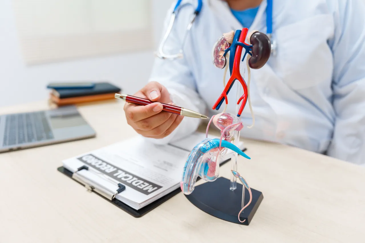 Urologist pointing to a model of the male urinary and reproductive system during a patient consultation
